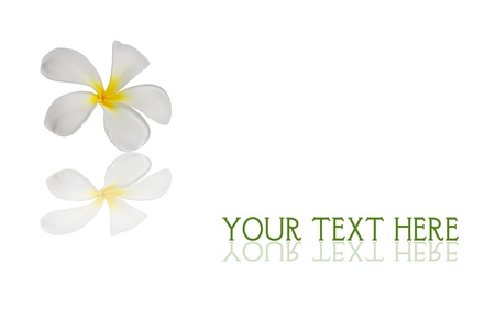 Lan Thom Flowers.の写真素材