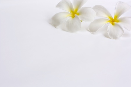 Lan Thom Flowers.の写真素材