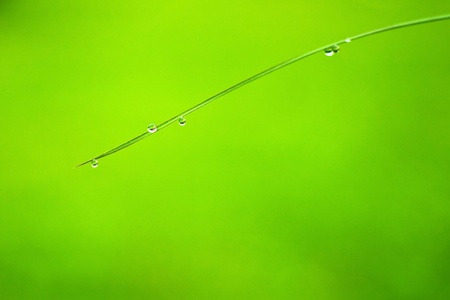 Water droplets on the grass.の写真素材