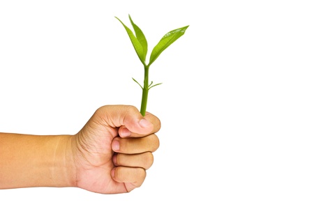 Tree in hand.の写真素材
