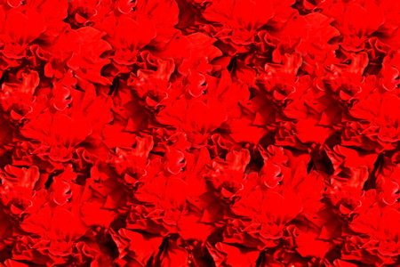 Sleeping Hibiscus