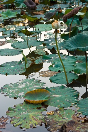 Lotus pond.の写真素材