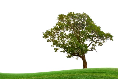 Grass and trees.の写真素材