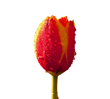 Tulipsの写真素材