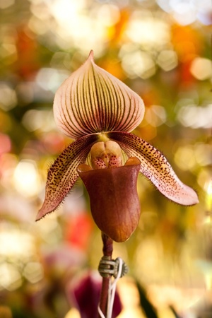 Paphiopedilum.の写真素材