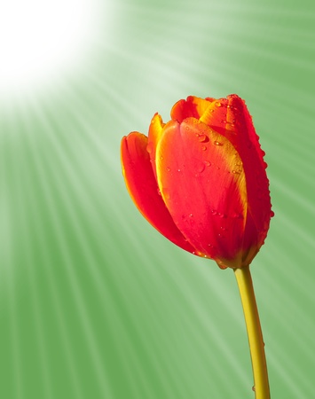 Tulipの写真素材