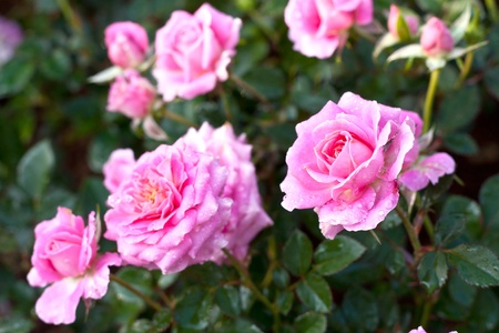 A rose garden.の写真素材