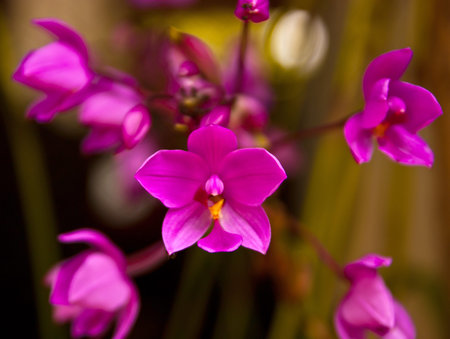 Ground orchidsの写真素材