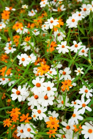 White and yellow flowers on a green background.の写真素材