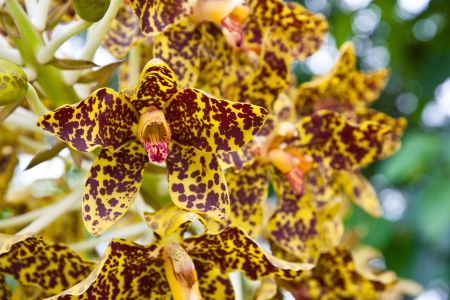 Close-up yellow orchids.の写真素材