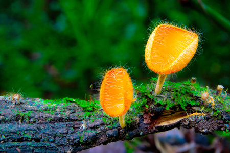 pink cup mushroom or champagne mushroom, in Thailand
