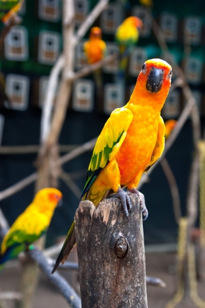 Parrot on a branch.の写真素材