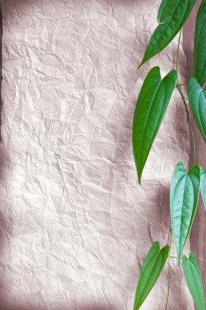 Background paper leaves.の写真素材