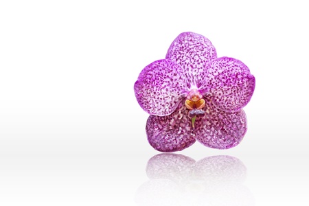 Purple orchid isolated on a white background.の写真素材
