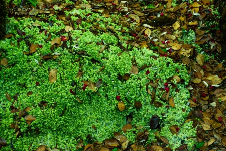 Mosses, ferns, rainforest.の写真素材