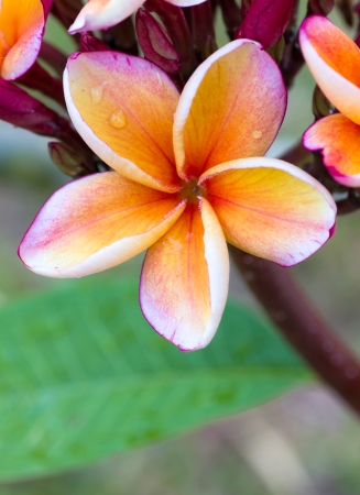 Closeup purple and yellow frangipani.の写真素材