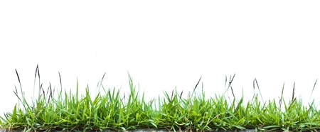 Grass on white.の写真素材