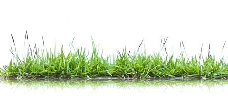Grass on white.の写真素材