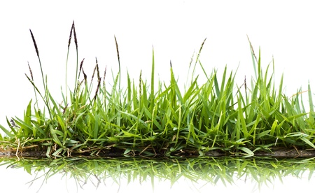 Grass on white.の写真素材