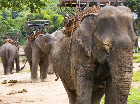 Elephants in Thailandの写真素材