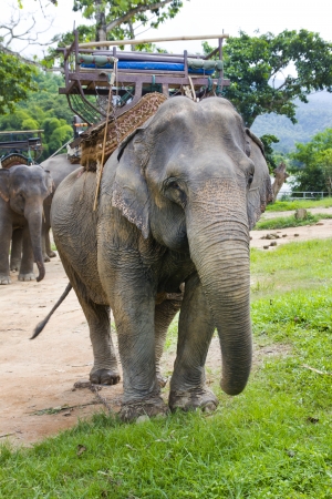 Elephants in Thailandの写真素材