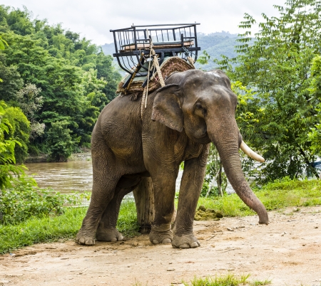 Elephants in Thailandの写真素材
