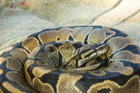 boa snake