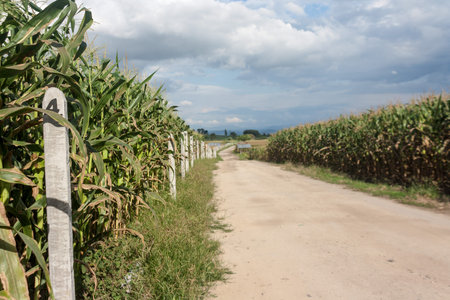 The field of corn