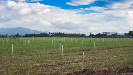 The plantation of garlic
