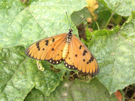 Thailand butterflyの素材