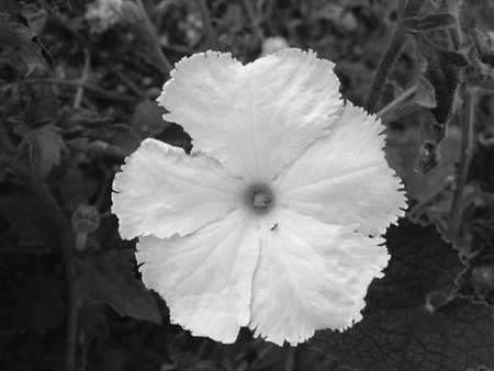 Ant on the flowerの素材