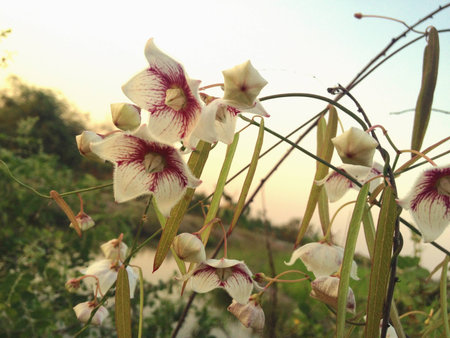 flowersの素材