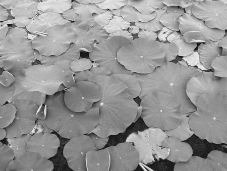 Lotus leafs in the swampの素材