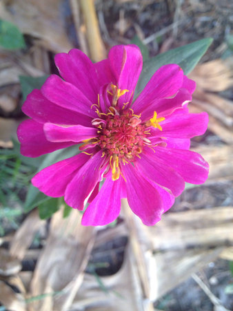 Pink Flower 003の素材
