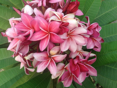 Pink flower 005の素材