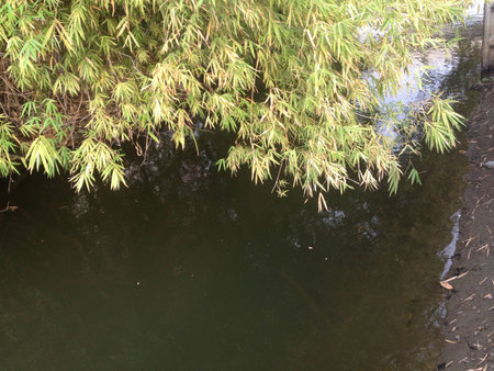 Bamboo on the canalの素材