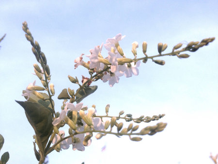 White flower and the clear skyの素材