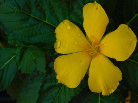 bubble water on Yellow flowerの写真素材