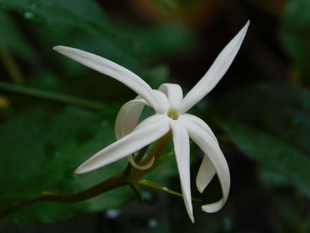 White flower in Thailandの写真素材