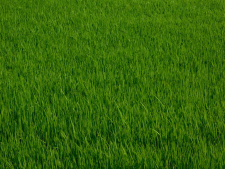 Green rice field Background wallpaperの写真素材