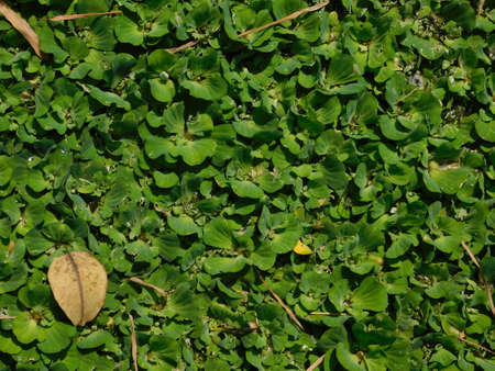 Green leafs Background wallpaperの写真素材