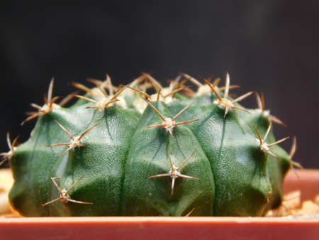 Close up green cactusの写真素材