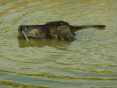 Water Buffalo swimming in the canalの写真素材