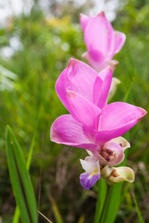 Siam Tulip Flowersの写真素材