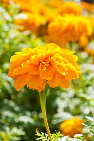 Marigoldの写真素材