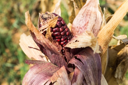 close up at purple dried cornの写真素材