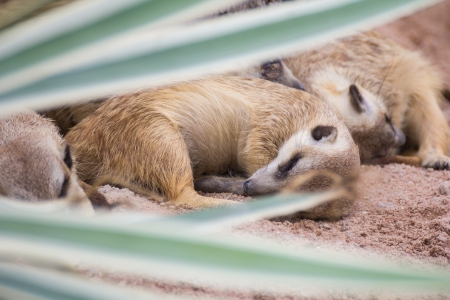 Meerkat sleeping in Khao Kiew zoo,Thailandの写真素材