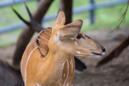 Young Deer in Khao Kiew zoo,Thailandの写真素材
