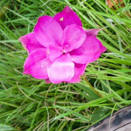 Beautiful Siam Tulip in Thailandの写真素材