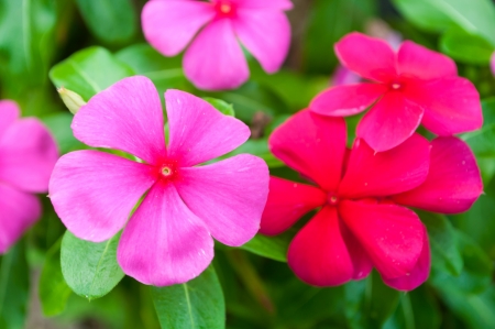 Pink flower and green leaf in the gardenの写真素材